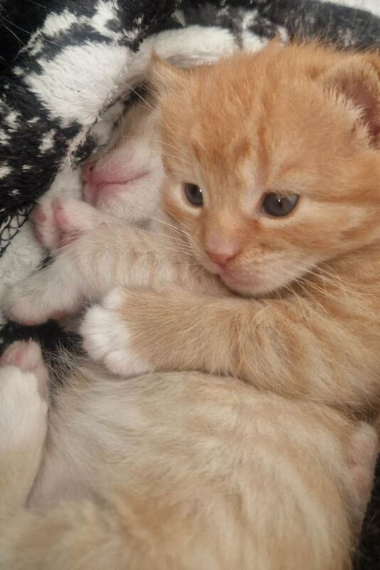 British Shorthair kittens for sale in Dartmouth, Devon – 9 weeks old - Image 2 of 3