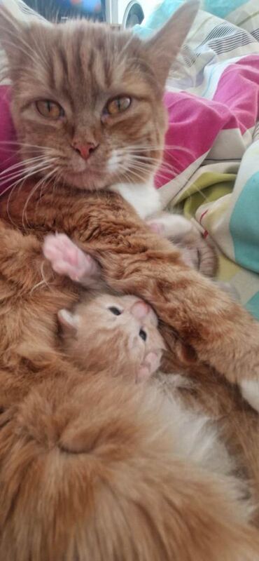 British Shorthair kittens for sale in Dartmouth, Devon – 9 weeks old - Image 3 of 3