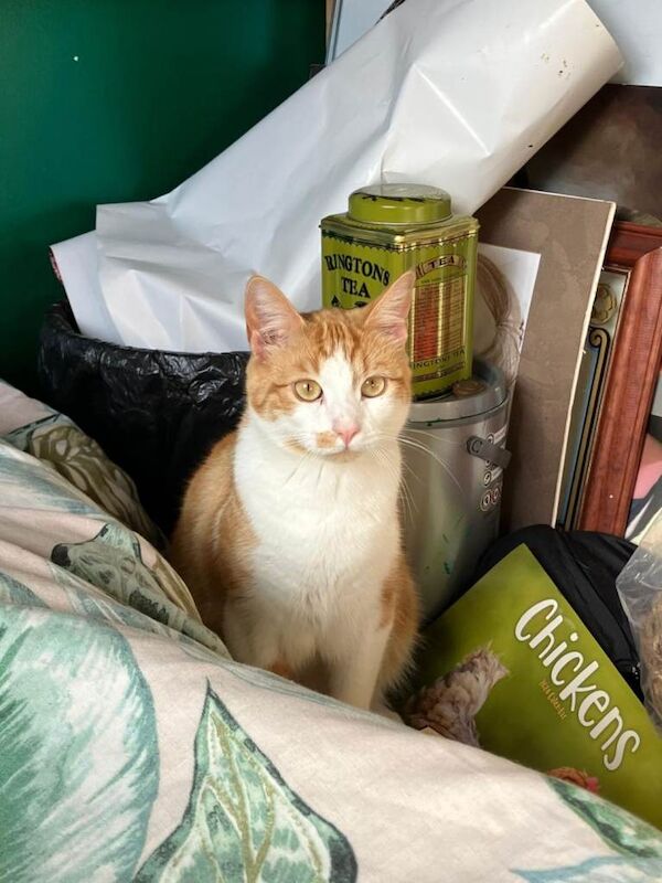 British Shorthair kittens for sale in Whickham, Tyne And Wear – 2 years old