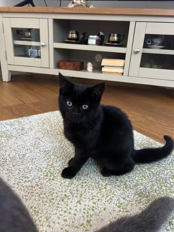 Girl kitten for sale in Luton, Bedfordshire
