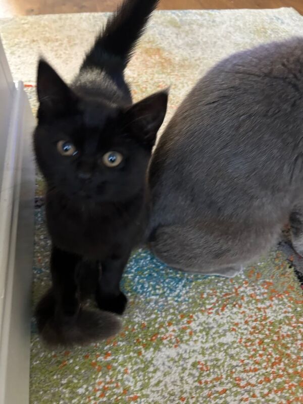 Girl kitten for sale in Luton, Bedfordshire | Image 3