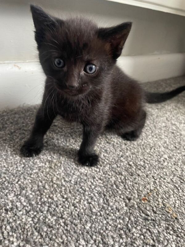 Girl kitten - Image 2 of 2