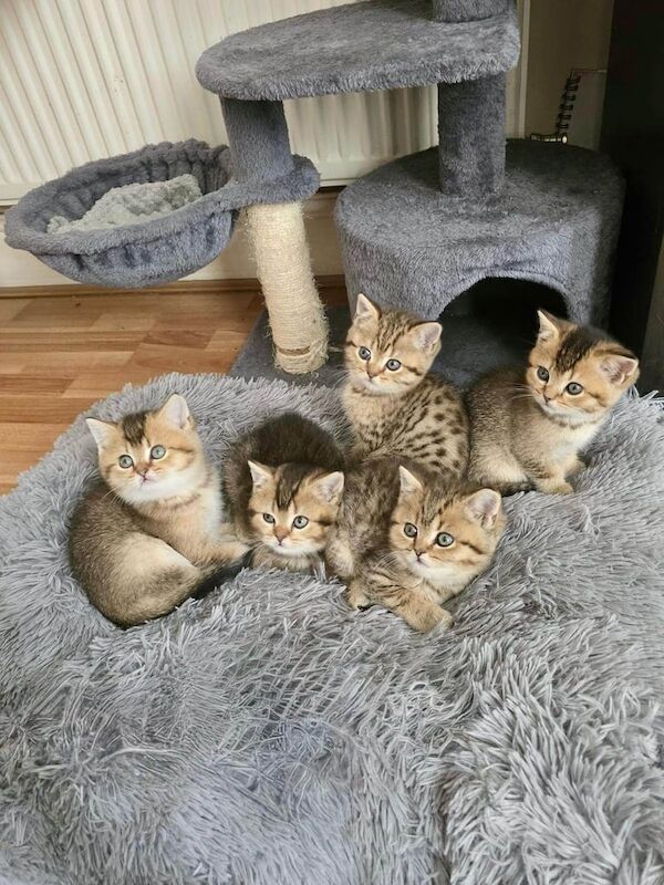 Golden Blue British short hair (2 jags) for sale in County Antrim