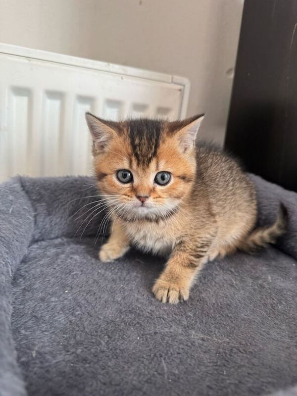 Golden Blue British short hair (2 jags) for sale in County Antrim | Image 2