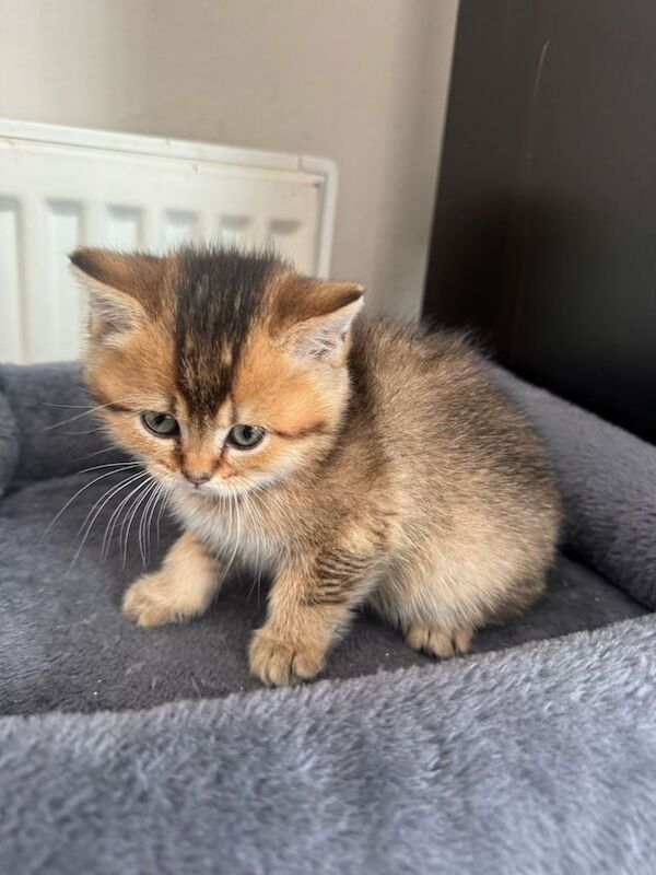Golden Blue British short hair (2 jags) for sale in County Antrim | Image 3