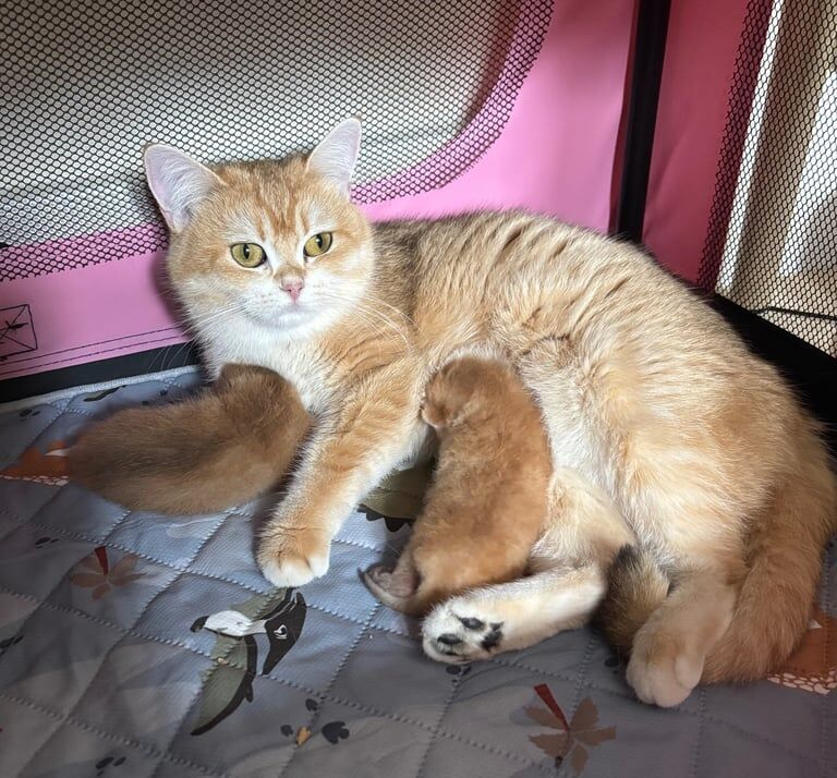Golden British Shorthair for sale in Fulham, Greater London