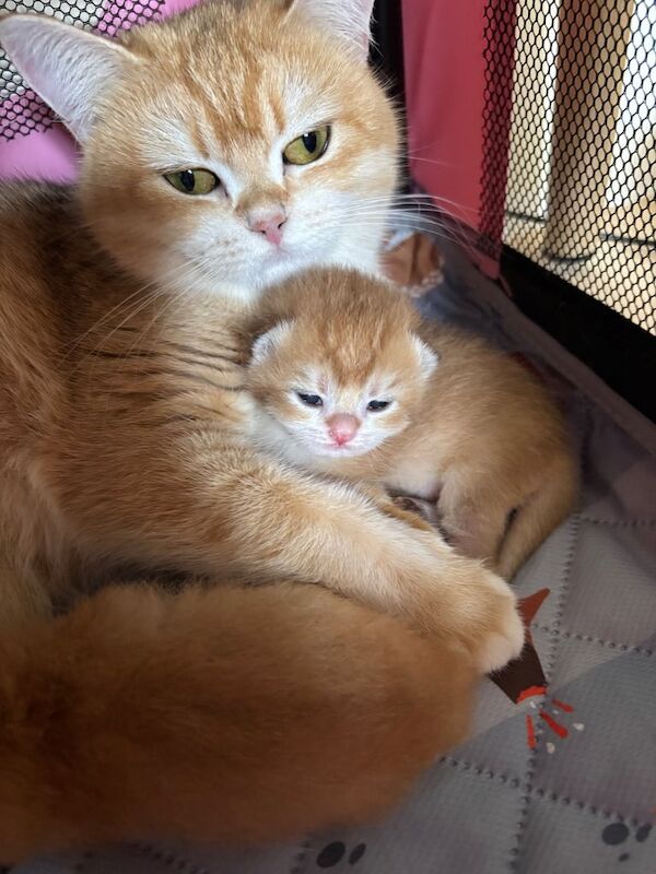 Golden British Shorthair for sale in Fulham, Greater London | Image 2