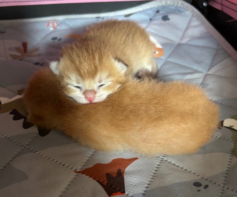 Golden British Shorthair for sale in Fulham, Greater London | Image 3