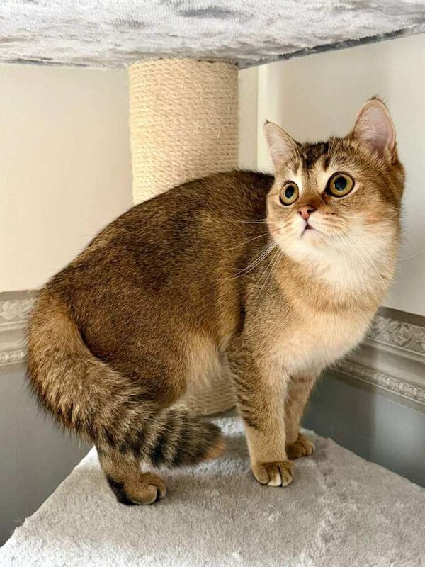 Golden British Shorthair Female Cat