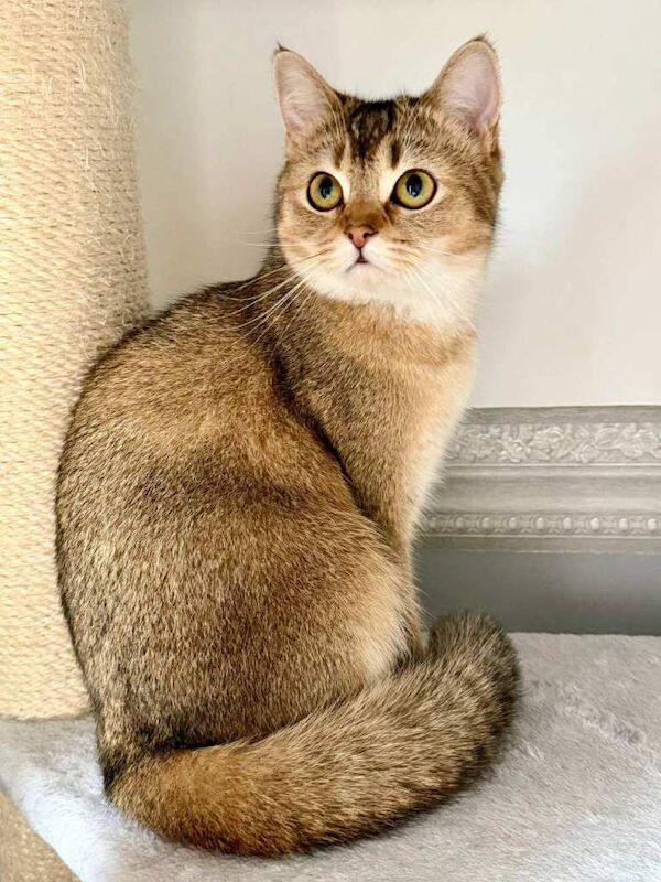 Golden British Shorthair Female Cat - Image 2 of 3