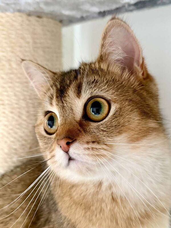 Golden British Shorthair Female Cat - Image 3 of 3