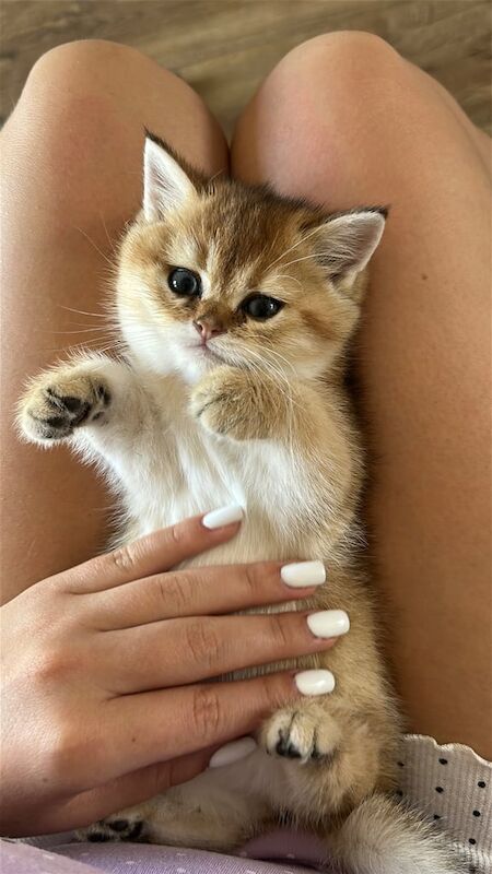 Golden British Shorthair Kitten for sale in Hartcliffe, Bristol