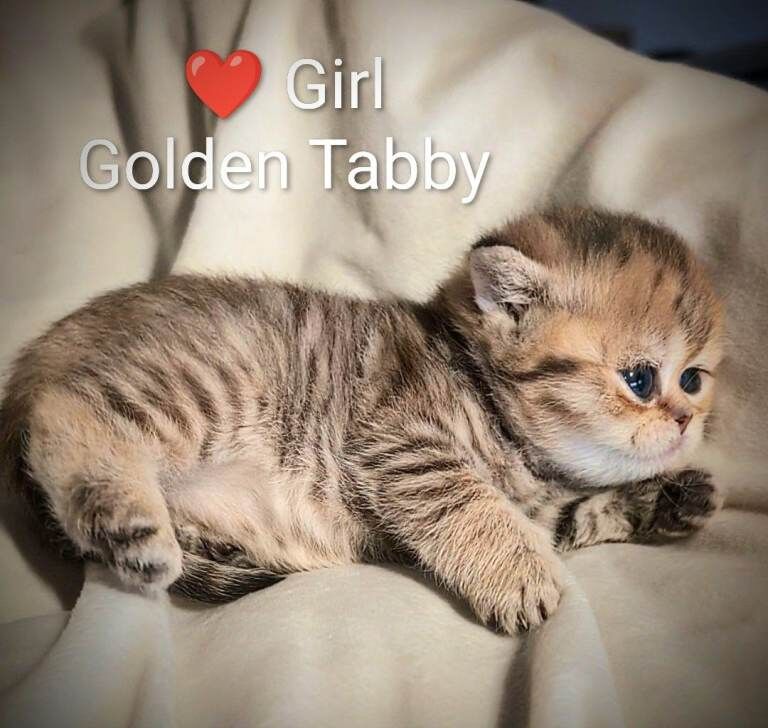 GOLDEN BSH TICA and GCCF registered Reservation - Image 2 of 5