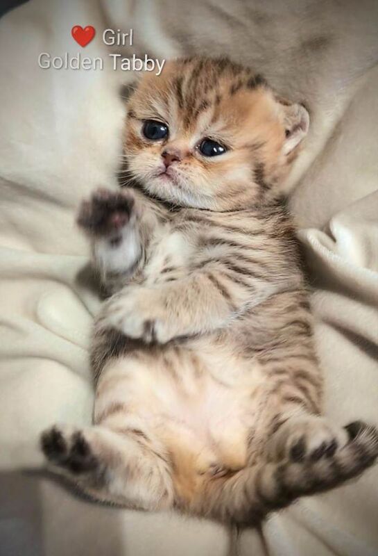 GOLDEN BSH TICA and GCCF registered Reservation - Image 3 of 5