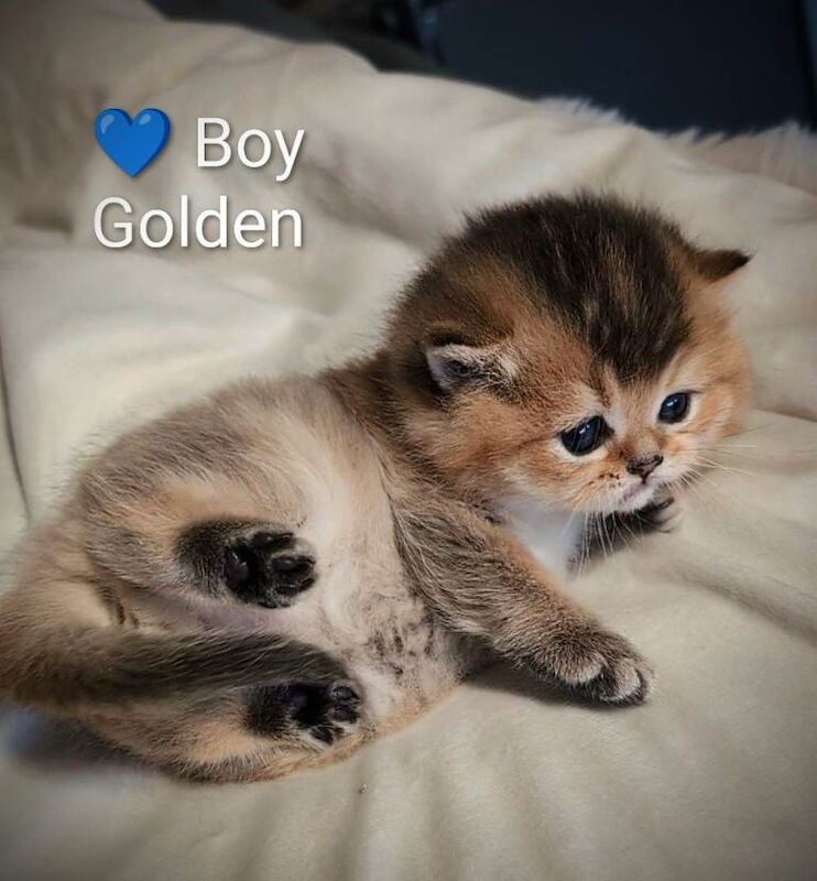 GOLDEN BSH TICA and GCCF registered Reservation - Image 4 of 5