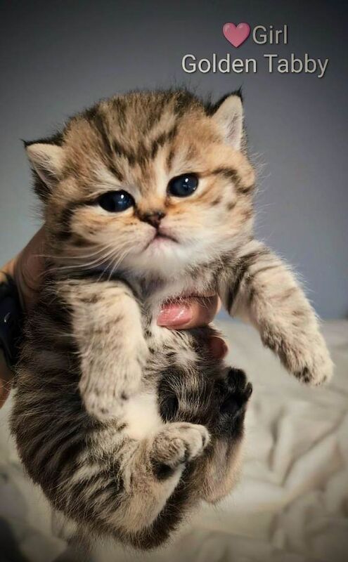 GOLDEN BSH TICA and GCCF registered Reservation - Image 5 of 5