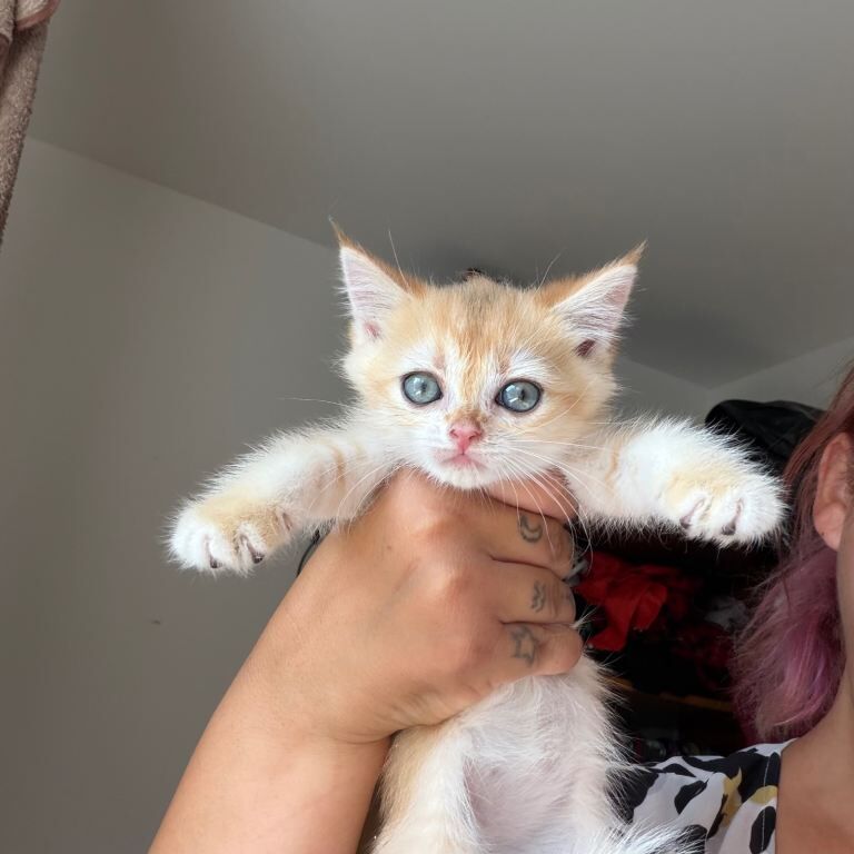 Golden Chocolate British shorthairs