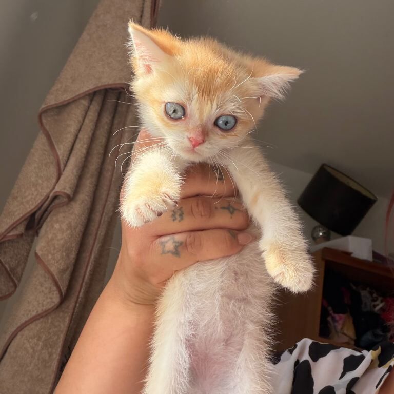 Golden Chocolate British shorthairs - Image 3 of 3