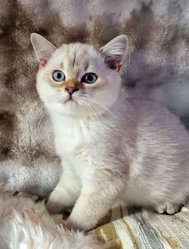 British Shorthair kittens for sale in Woking, Surrey – 3 months old