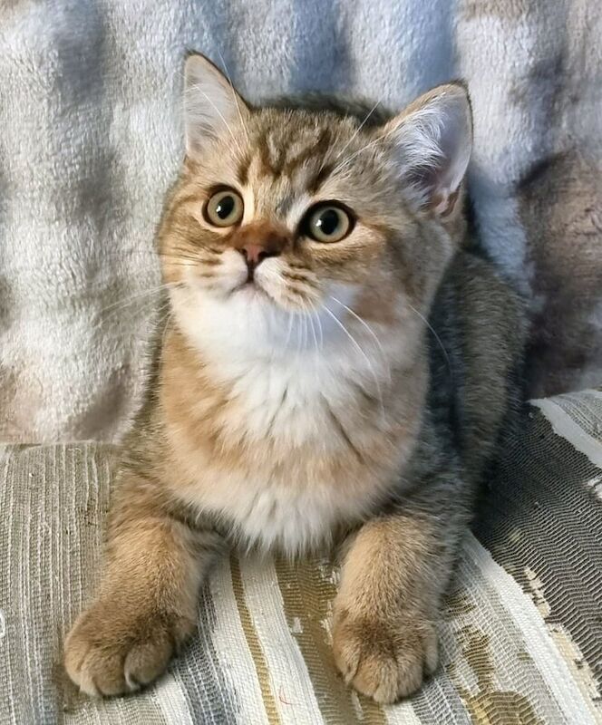 GOLDEN & COLOURPOINT BSH KITTENS, READY TO GO! - British Shorthair ...