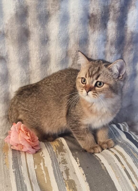 GOLDEN & COLOURPOINT BSH KITTENS, READY TO GO! - British Shorthair ...