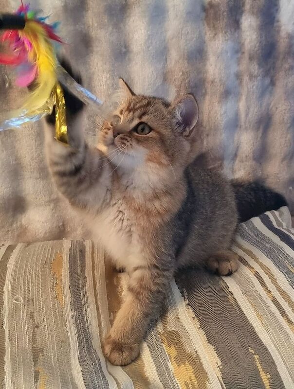 GOLDEN & COLOURPOINT BSH KITTENS, READY TO GO! - British Shorthair ...
