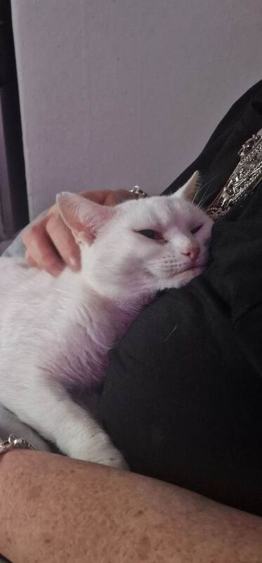 British Shorthair kittens for sale in Pelton, Durham – 4 years old