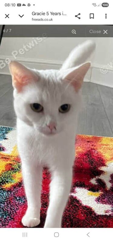 Gorgeous 5yr old white female cat - Image 2 of 3