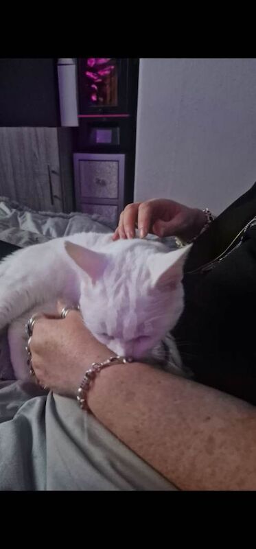 Gorgeous 5yr old white female cat - Image 3 of 3