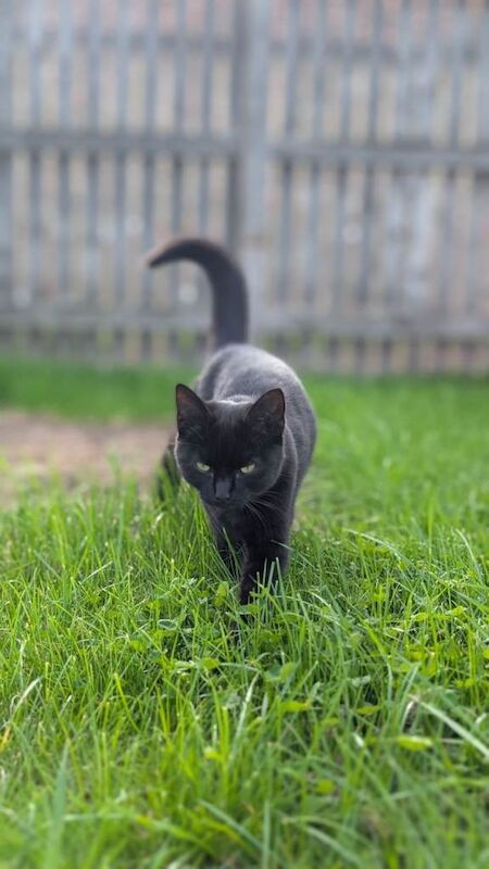 Gorgeous black kitten looking for a loving home