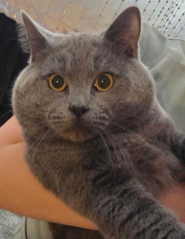Gorgeous blue british shorthair boy