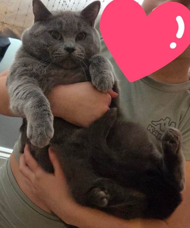 Gorgeous blue british shorthair boy - Image 2 of 2