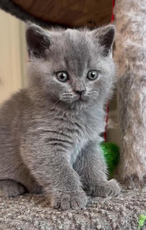 Gorgeous Blue Kittens