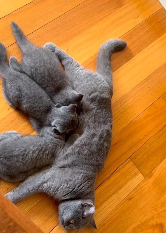 Gorgeous Blue Kittens - Image 2 of 2