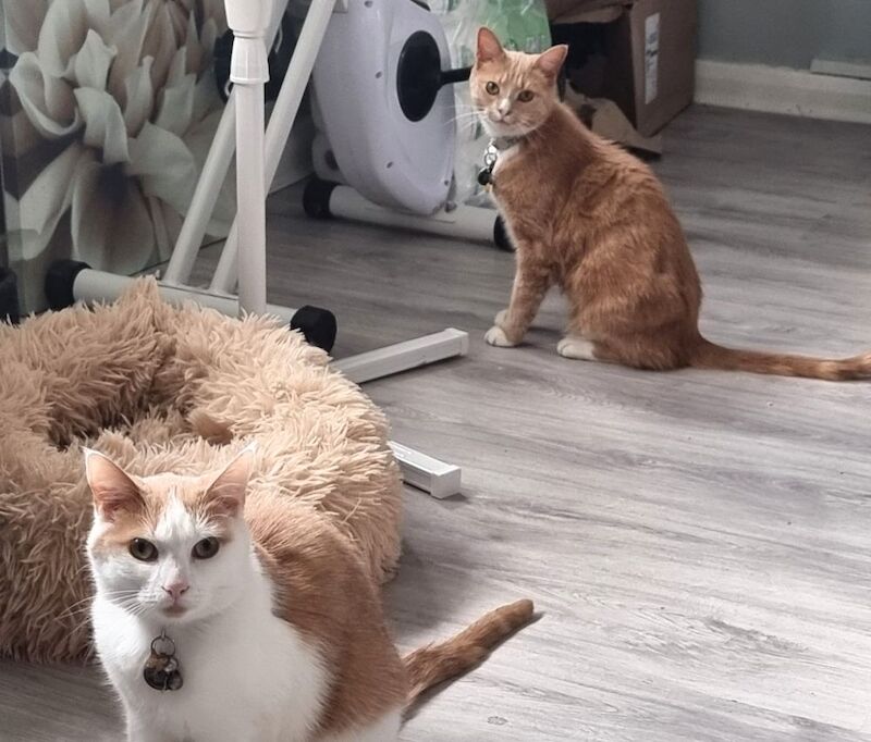 Gorgeous boys - Image 3 of 3