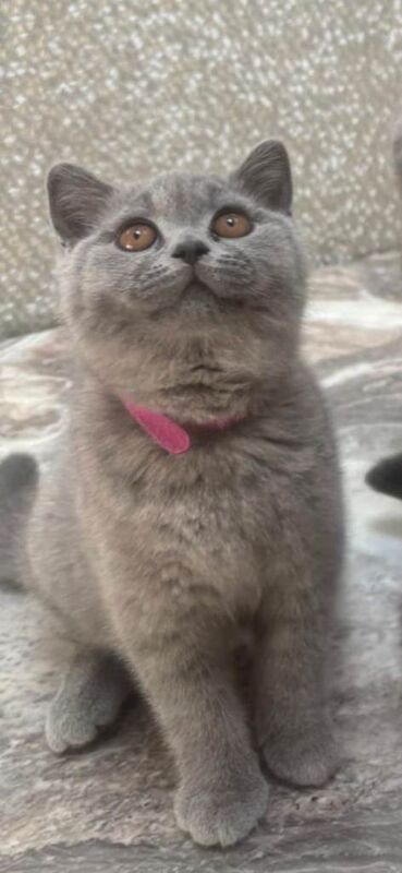 Gorgeous Bristish Short Hair Kittens