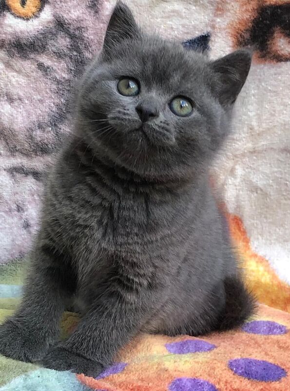 British Shorthair kittens for sale in Salford, Greater Manchester – 9 weeks old