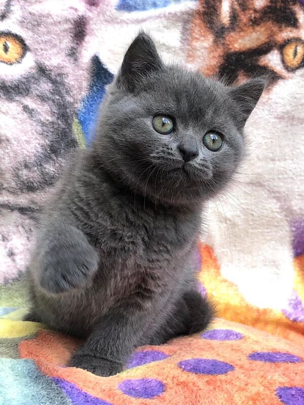 British Shorthair kittens for sale in Salford, Greater Manchester – 9 weeks old - Image 3 of 3