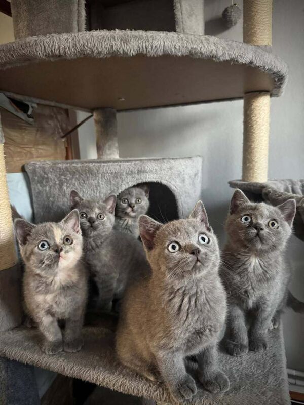 Gorgeous British Shorthair