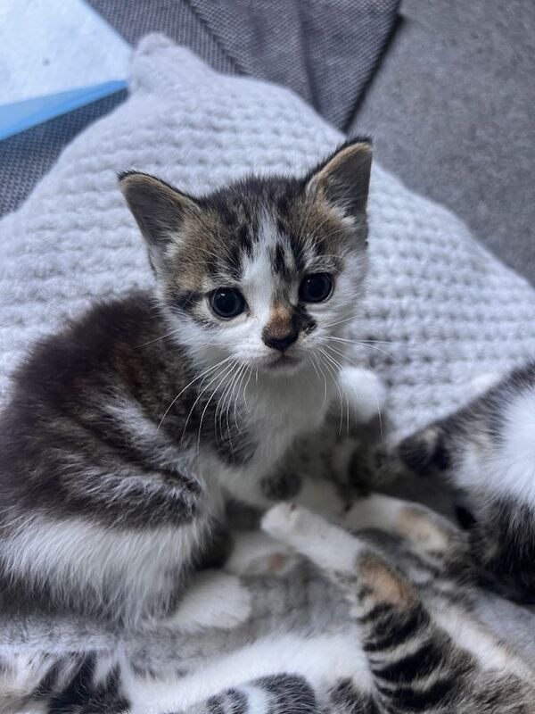 Gorgeous British Shorthair Boy – 8 Weeks Old – £150