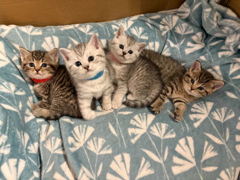 British Shorthair kittens for sale in Rainham, Greater London – 4 weeks old