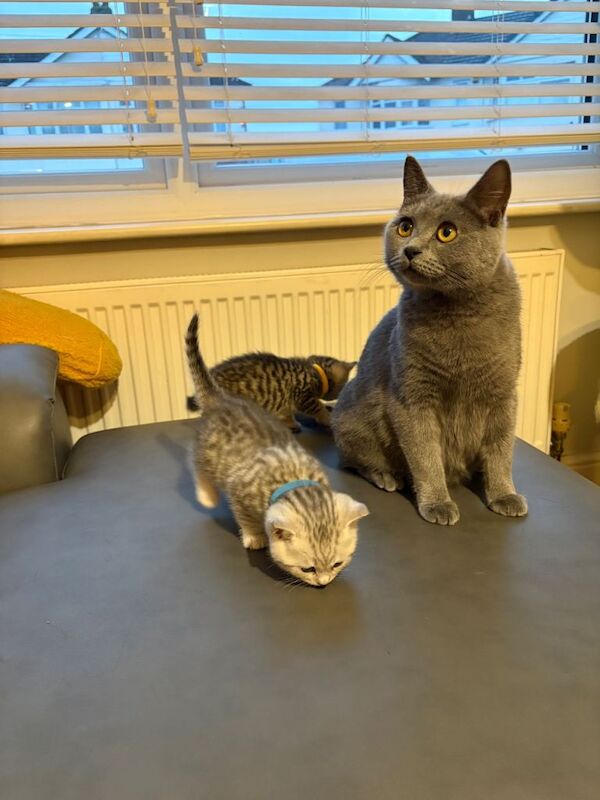 British Shorthair kittens for sale in Rainham, London – 4 weeks old - Image 2 of 5