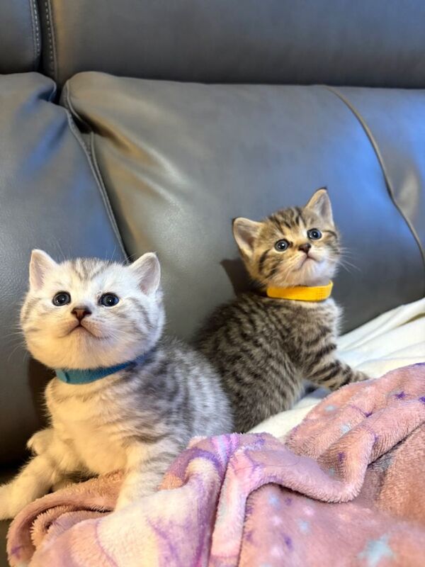 British Shorthair kittens for sale in Rainham, London – 4 weeks old - Image 3 of 5