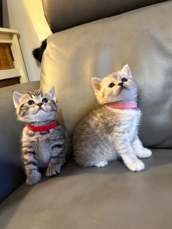 British Shorthair kittens for sale in Rainham, London – 4 weeks old - Image 4 of 5