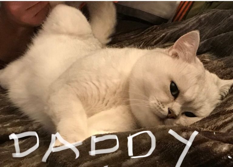 British Shorthair kittens for sale in Rainham, London – 4 weeks old - Image 5 of 5