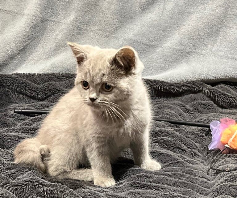 British Shorthair kittens for sale in Wisbech, Cambridgeshire – 11 weeks old