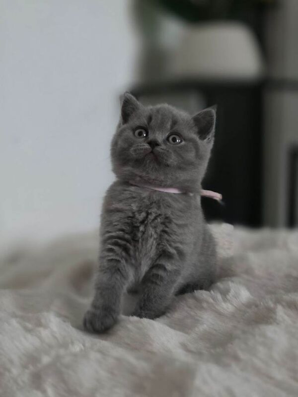 British Shorthair Kittens For Sale