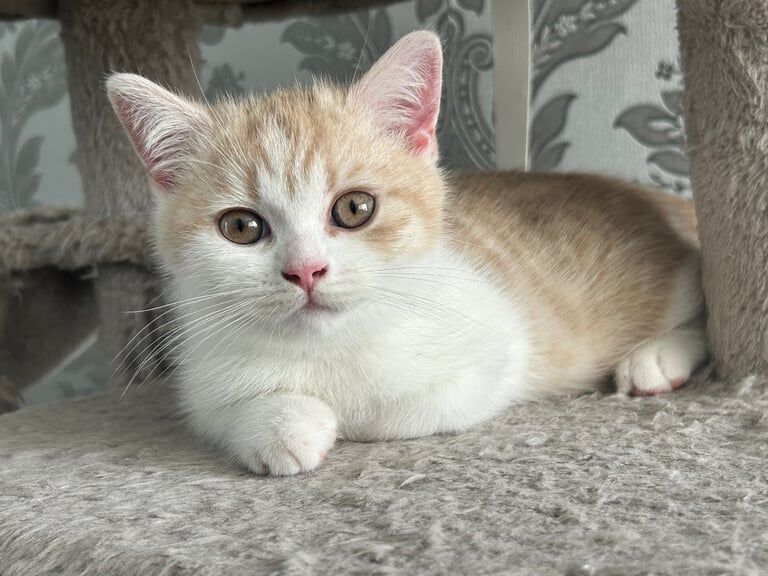 British Shorthair kittens for sale in Royal Wootton Bassett, Wiltshire – 3 months old