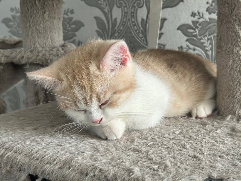 British Shorthair kittens for sale in Royal Wootton Bassett, Wiltshire – 3 months old - Image 2 of 3