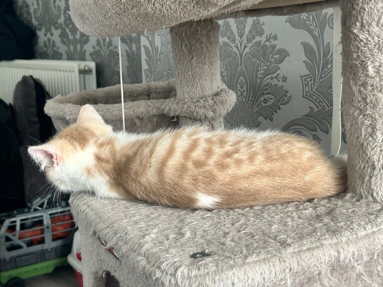 British Shorthair kittens for sale in Royal Wootton Bassett, Wiltshire – 3 months old - Image 3 of 3